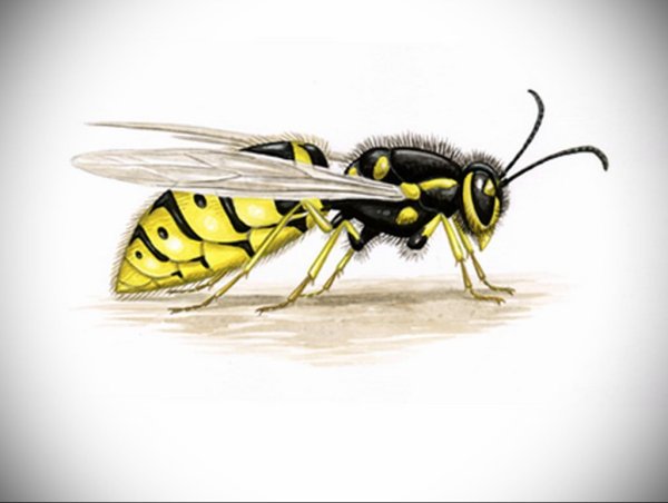 Оса для детей