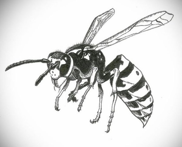 Оса без фона