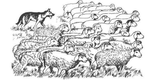 Стадо овец раскраска для детей