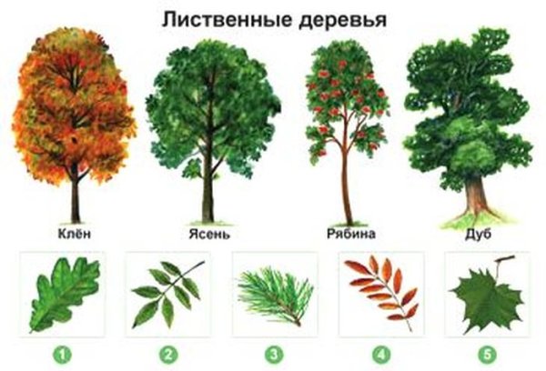 Лиственные деревья для детей