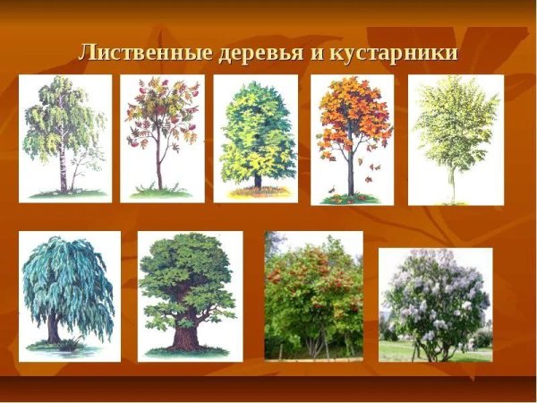 Лиственные листопадные деревья и кустарники