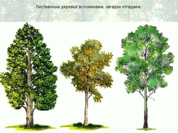 Лиственные деревья для детей