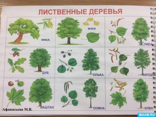 Хвойные и лиственные деревья названия