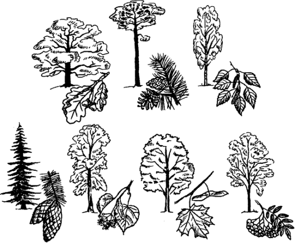 Лиственные и хвойные деревья задания для дошкольников