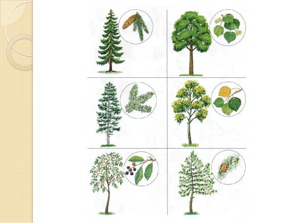 Лиственные деревья