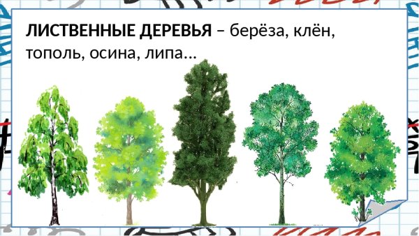 Лиственные и хвойные деревья