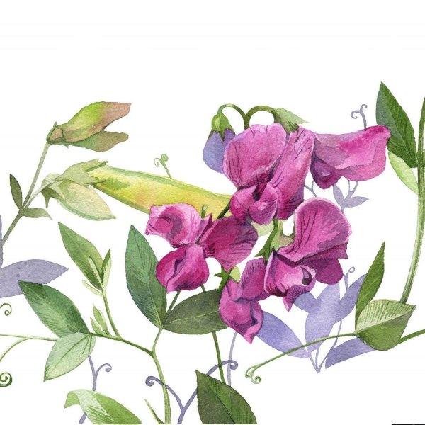 Стилизованный душистый горошек