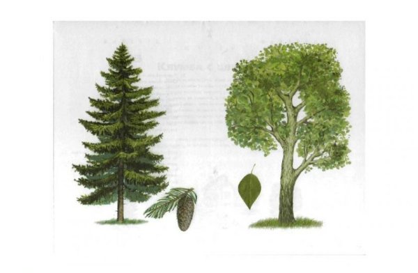 Деревья для детей с названиями