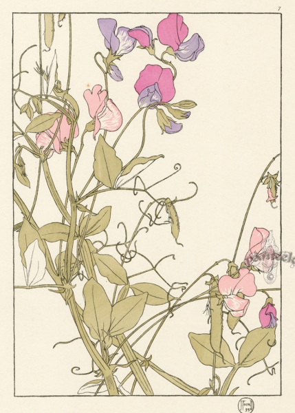 Душистый горошек рисунок