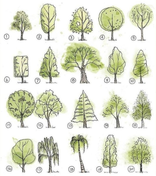 Деревья названия