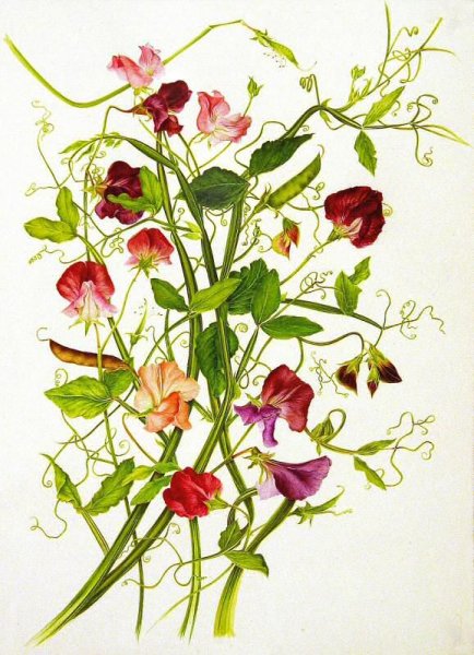 Рисунки вьющихся цветов для начинающих