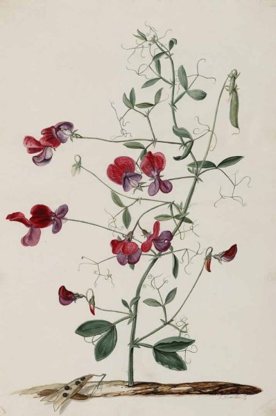 Цветок контурный рисунок