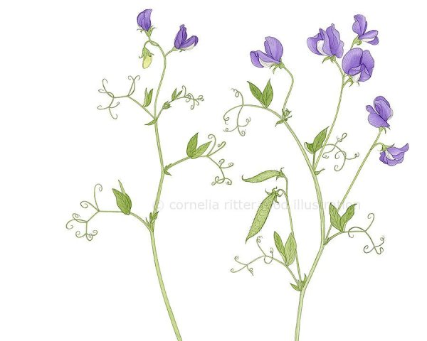 Душистый горошек акварель
