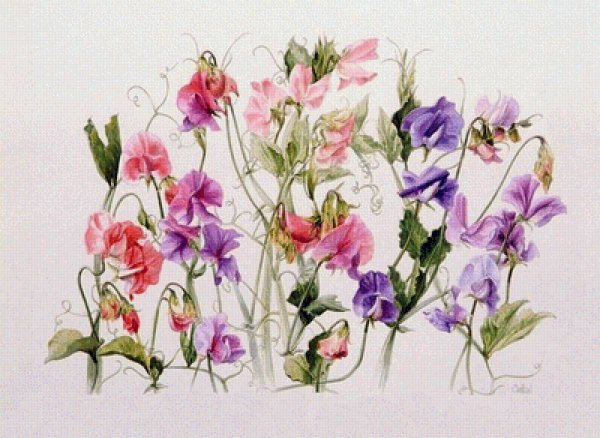 Ботаника Jeannie Foord