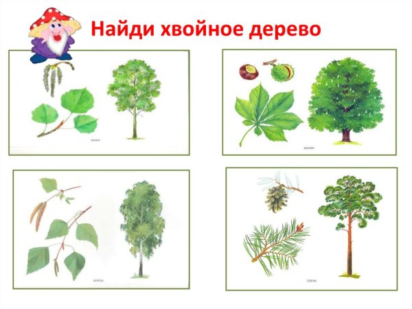 Хвойные и лиственные деревья задания