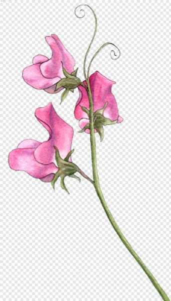 Душистый горошек Ботаническая иллюстрация