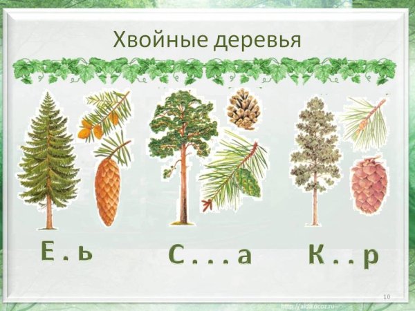 Раскидистая форма кроны