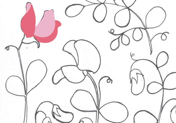 Душистый горошек Ботаническая иллюстрация