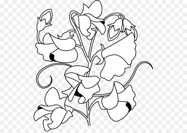 Душистый горошек