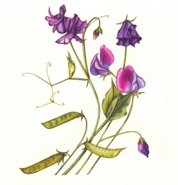Душистый горошек раскраска