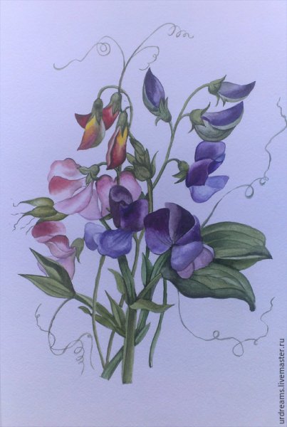 Душистый горошек Ботаническая иллюстрация