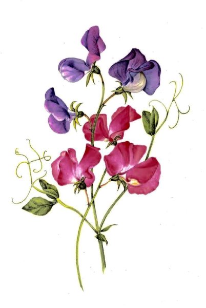 Lathyrus odoratus рисунок