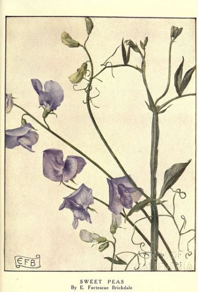 Душистый горошек Нимбус