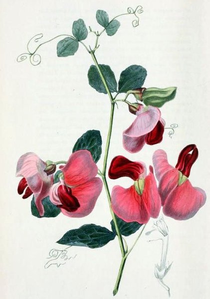 Душистый горошек стилизация