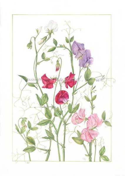 Душистый горошек ботаника