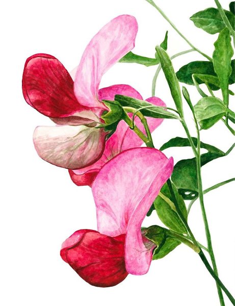 Горошек мышиный