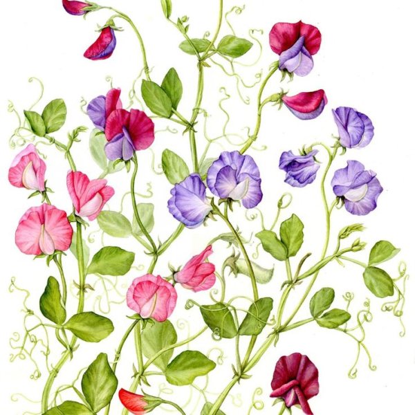 Душистый горошек Ботаническая иллюстрация