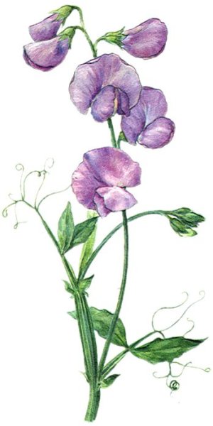 Душистый горошек