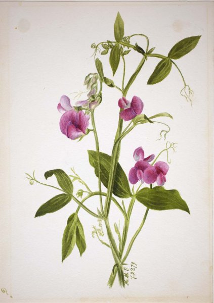 Душистый горошек Ботаническая иллюстрация