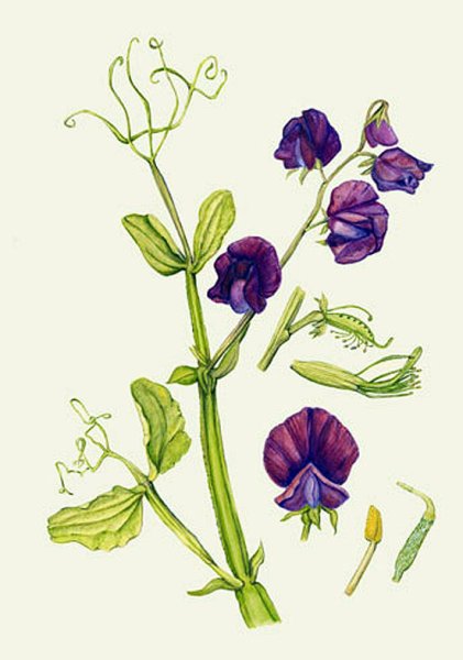 Душистый горошек