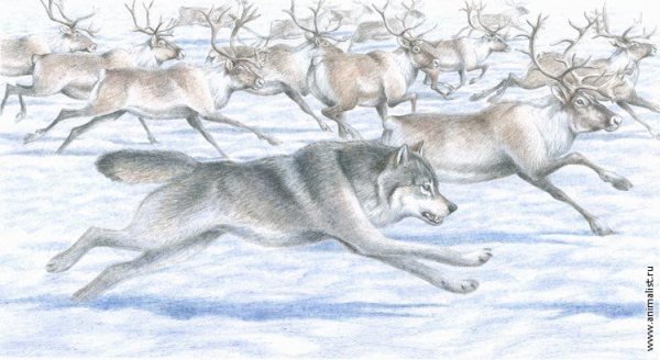 Тундра рисунок