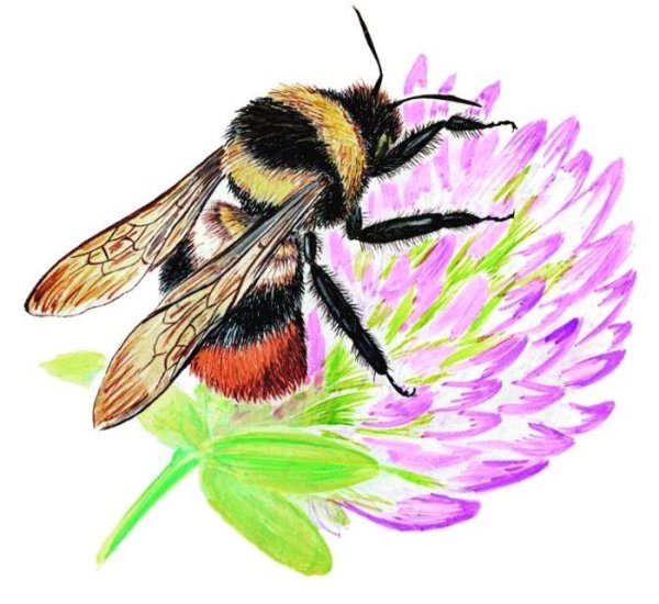 Зарисованный Шмель
