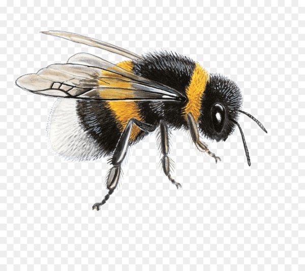 Шмель сбоку