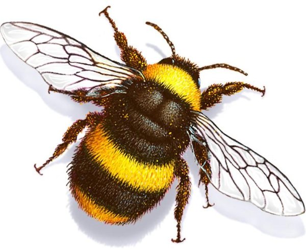 Пчела на белом фоне