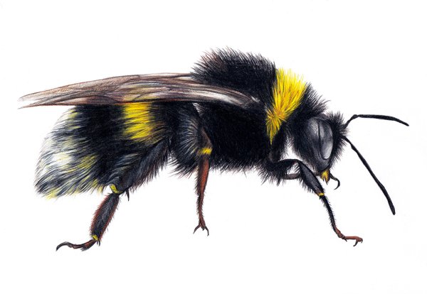 Шмель на прозрачном фоне