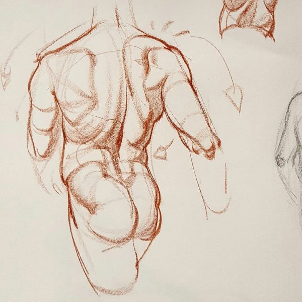 Мужская спина карандашом