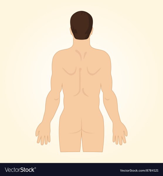 Спина контур мужская