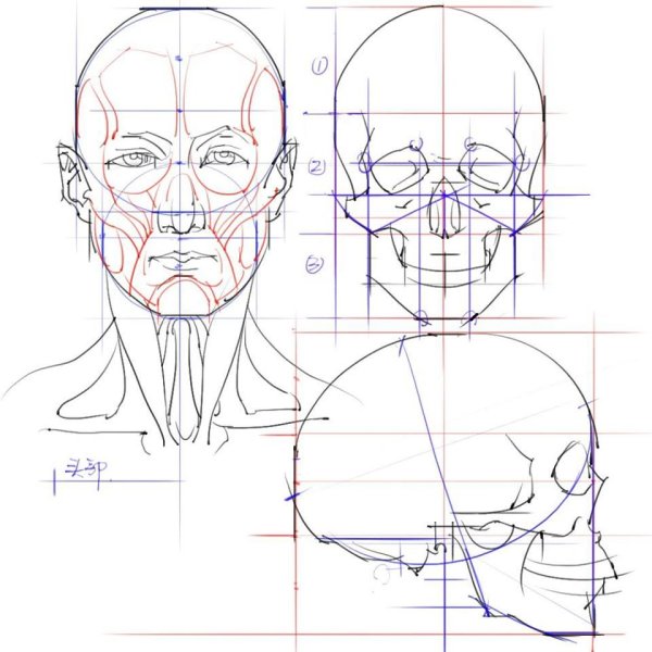 Пропорции головы человека референс