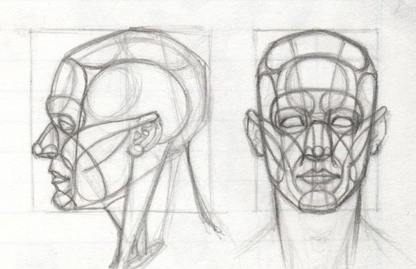 Анатомия лица человека для художников