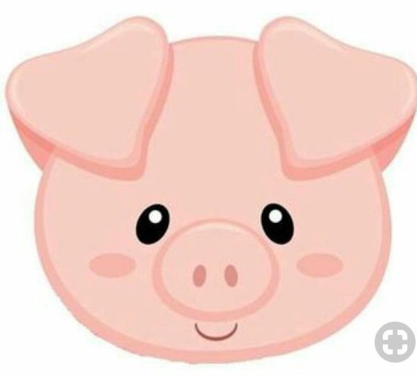 Морда свиньи