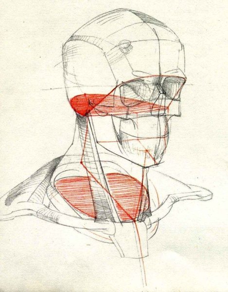 Готфрид Баммес голова