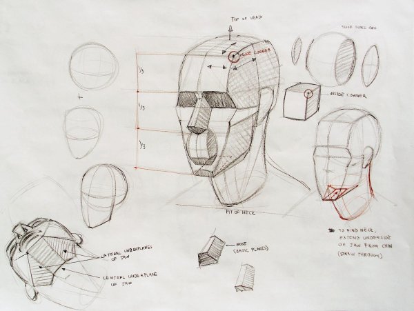 Пропорции черепа Баммес