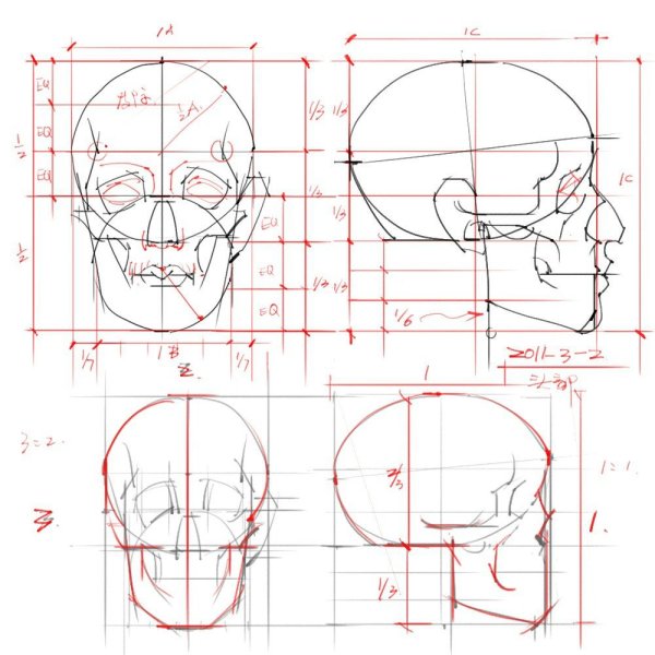 Пропорции головы человека Баммес