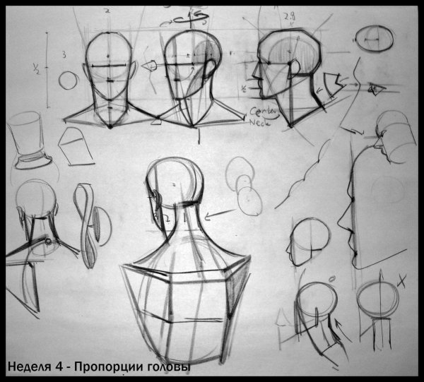 Анатомия головы для рисования
