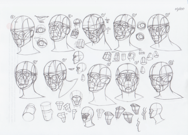 Пропорции головы человека референс