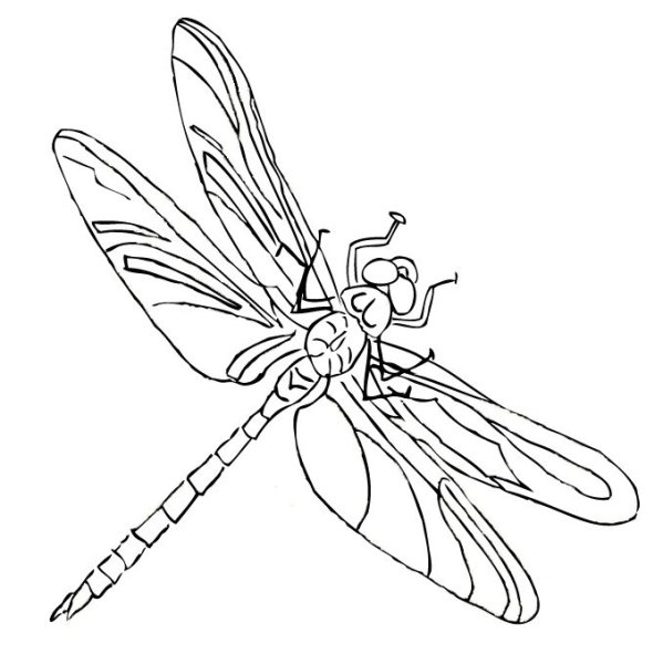 Раскраска бабочки и Стрекозы